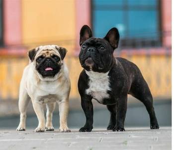 BALTIJOS MOPSŲ NUGALĖTOJAS 2025 ir specializuota prancūzų buldogų paroda