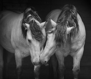 Opening of Stasys Povilaitis' photography exhibition "Year of the Horse"