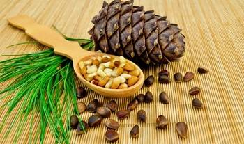 Cedar nuts and their oil tasting