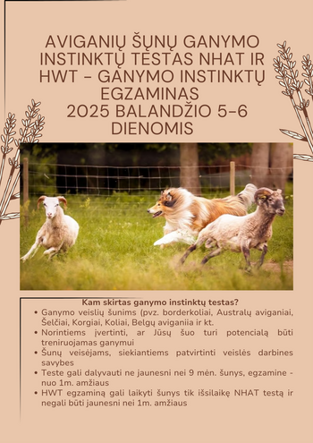 Ganāmpulka instinktu pārbaude aitu suņiem NHAT un HWT – Gana instinktu eksāmens