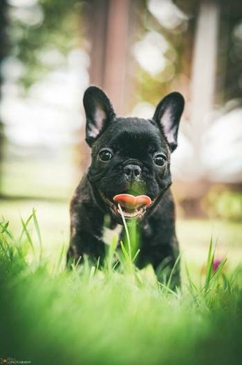 Joga ze szczeniakami buldoga francuskiego
