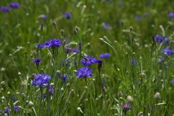 Concert "Music of the Grasslands"