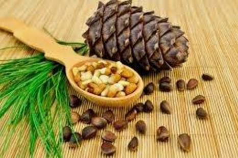 Pine nuts and pine nut oil tasting